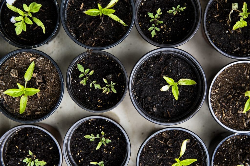 organic-container-gardening