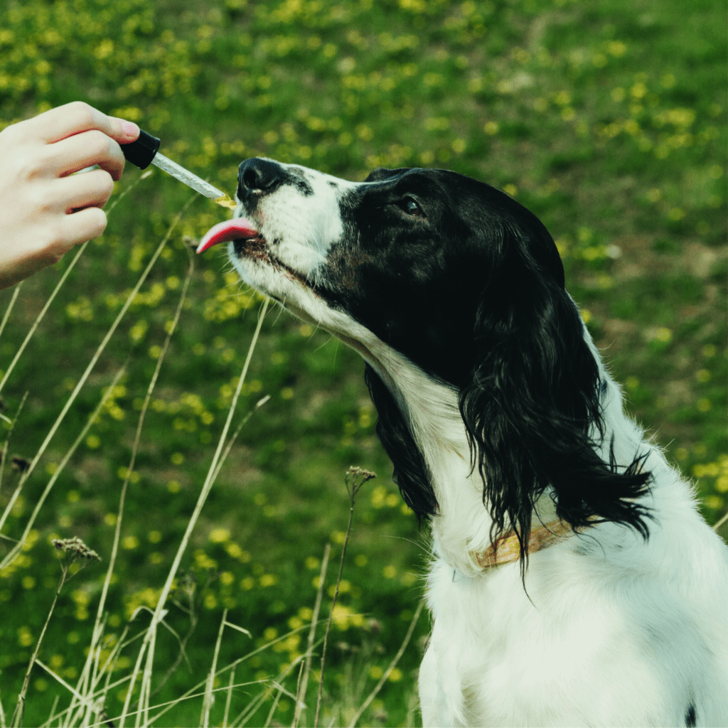 CBD Pet Tincture