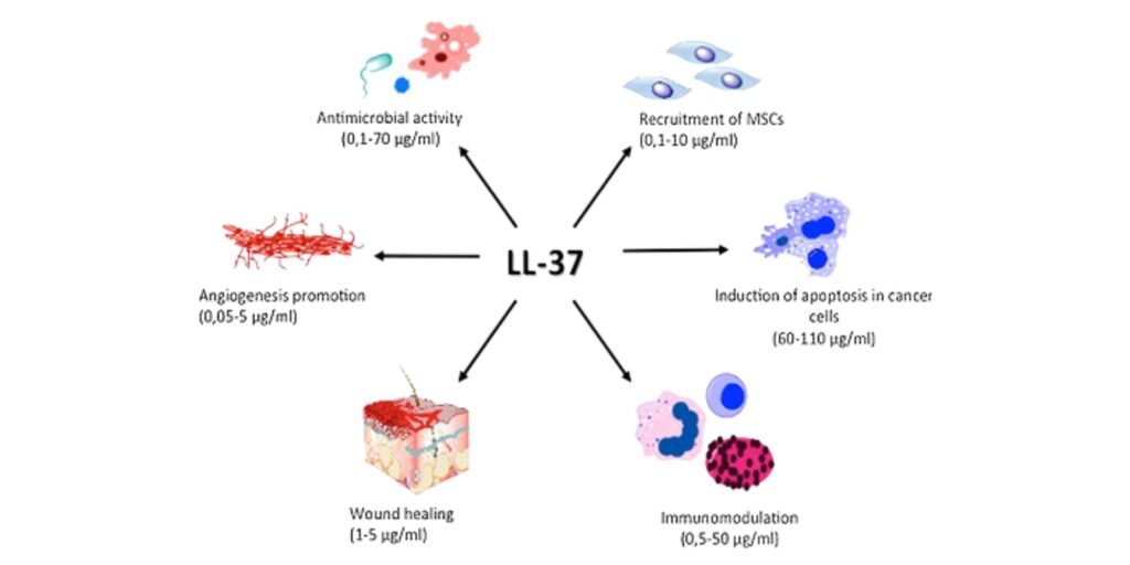 LL-37 Peptide