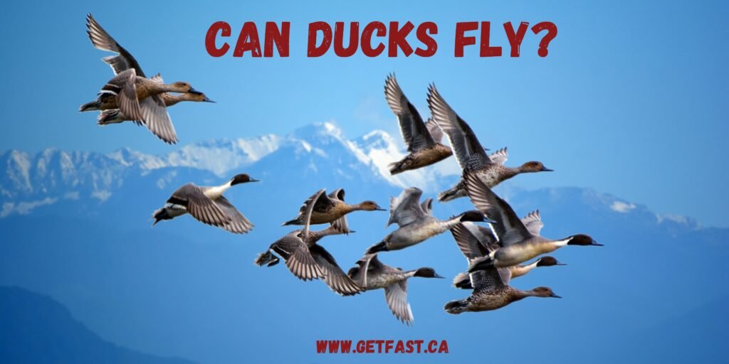 Can Ducks Fly