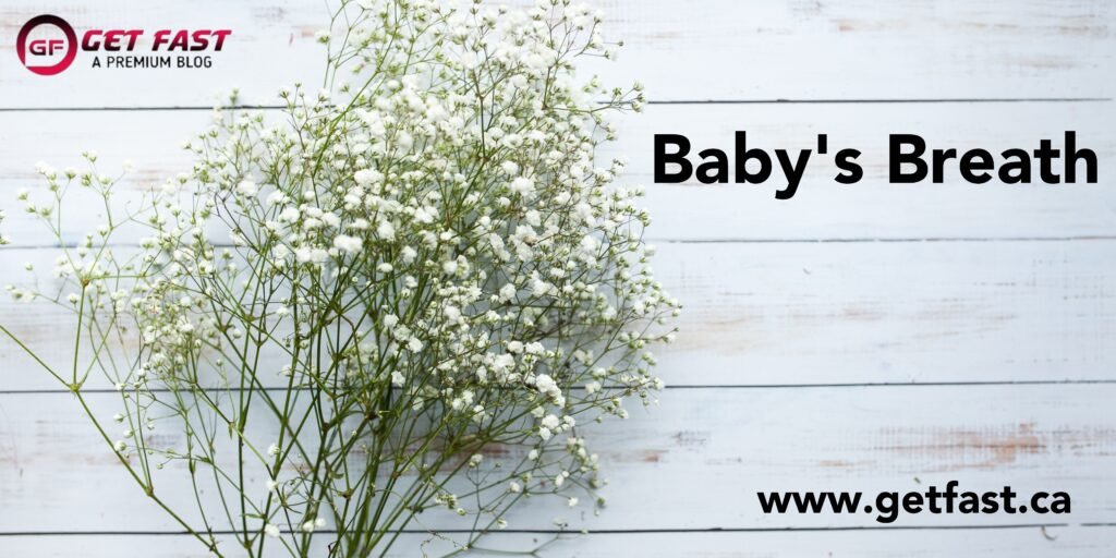 Baby's Breath