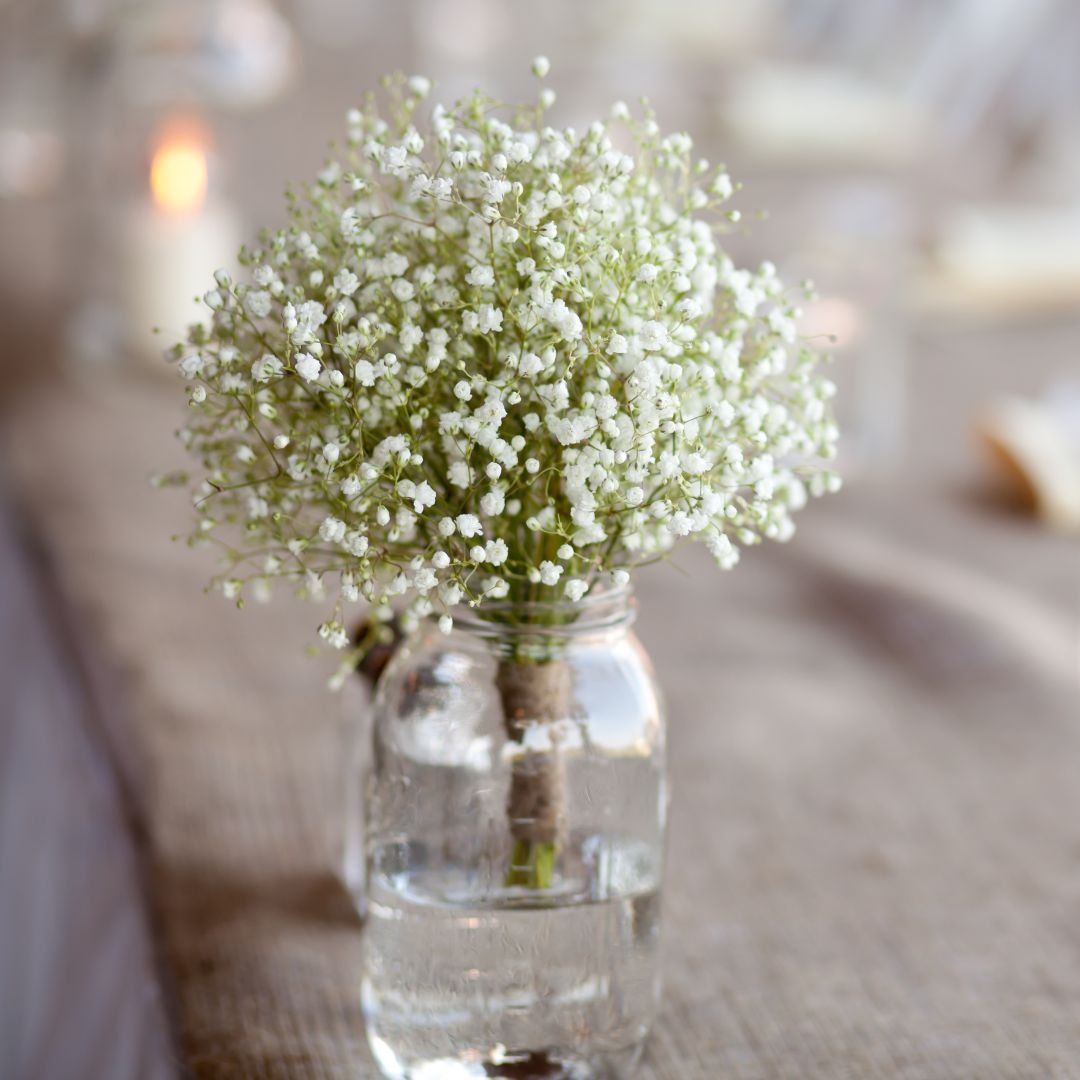 Baby's Breath 