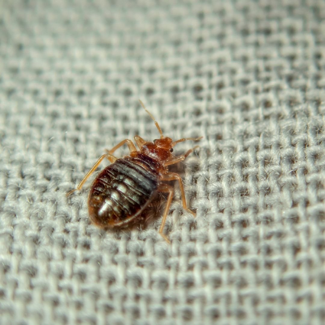 Bugs That Look Like Bed Bugs 