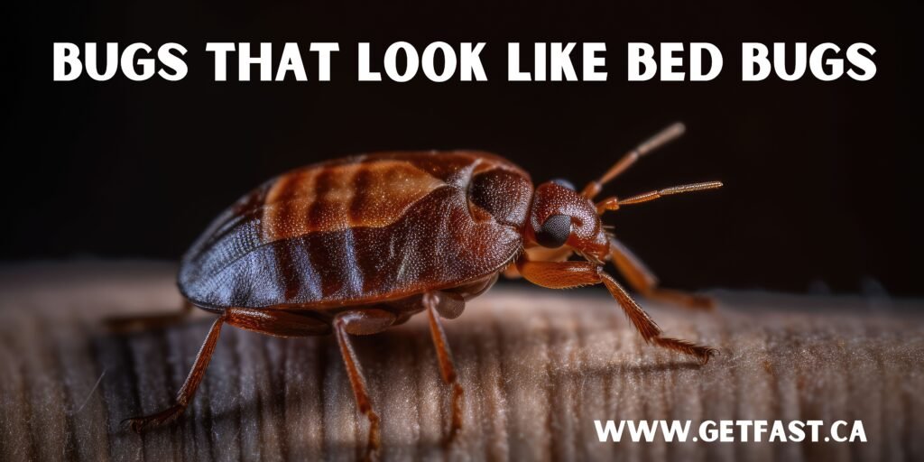 Bugs That Look Like Bed Bugs