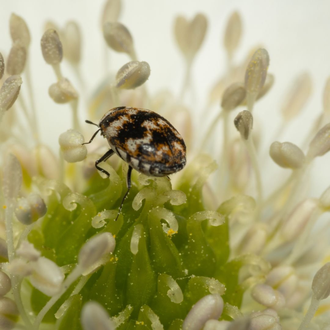 Bugs That Look Like Bed Bugs 