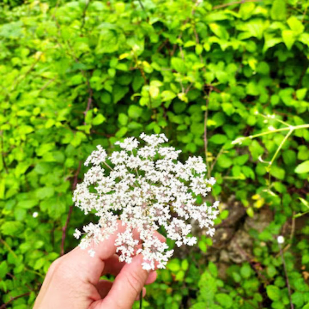 Baby’s Breath 