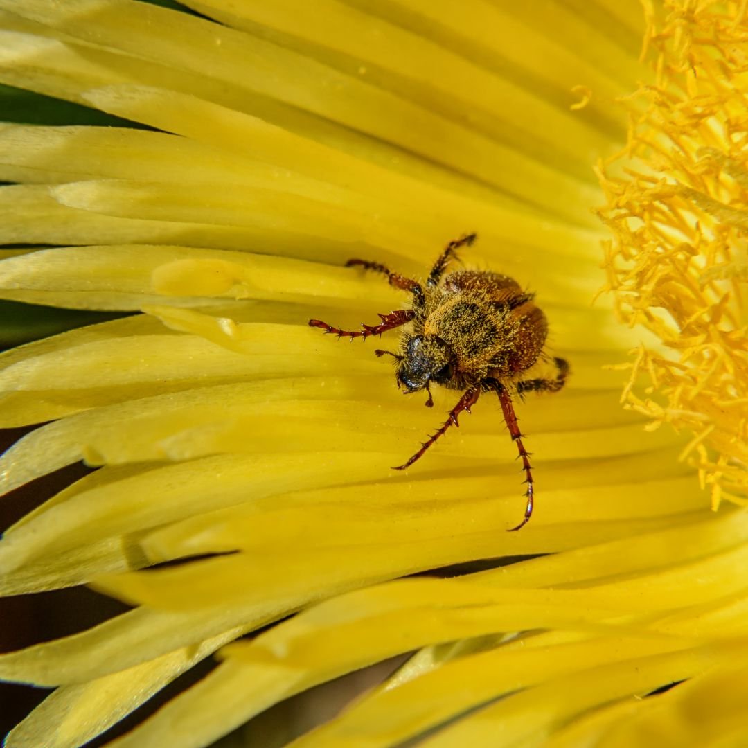 Bugs That Look Like Bed Bugs 