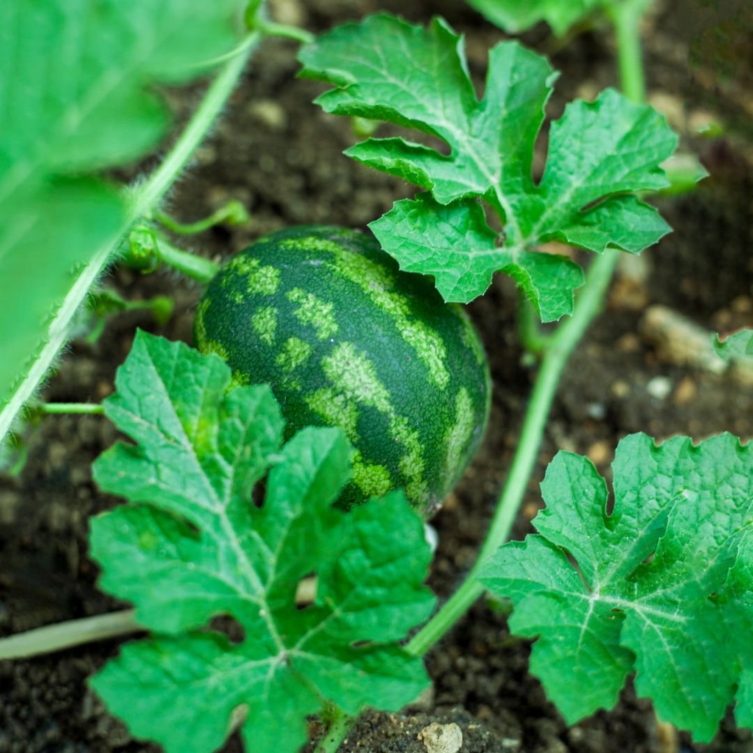 Yellow Watermelon