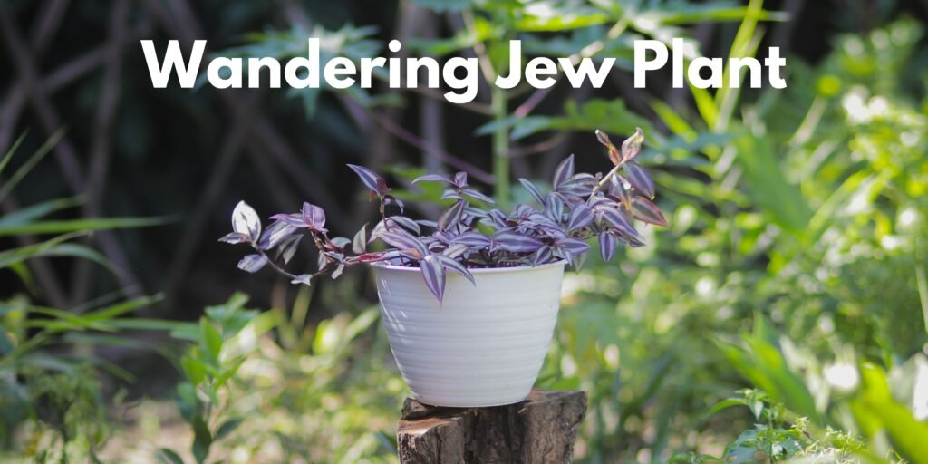 Wandering Jew Plant