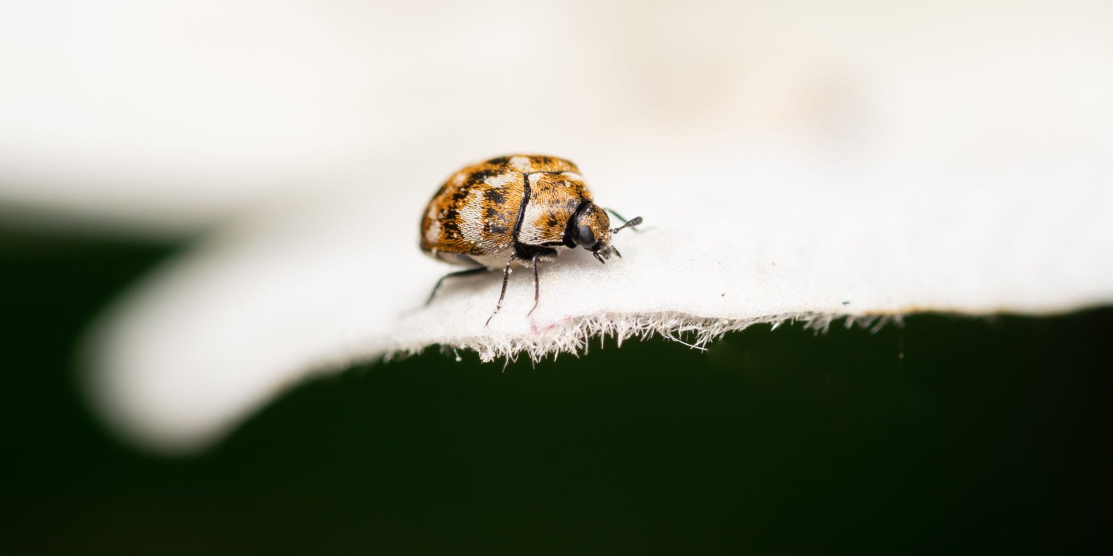 Carpet Beetles