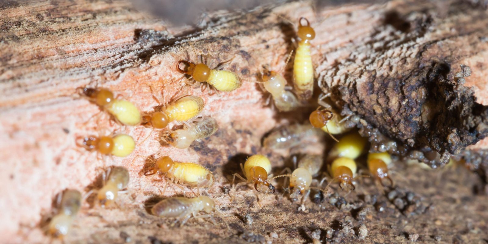 What Do Termites Look Like