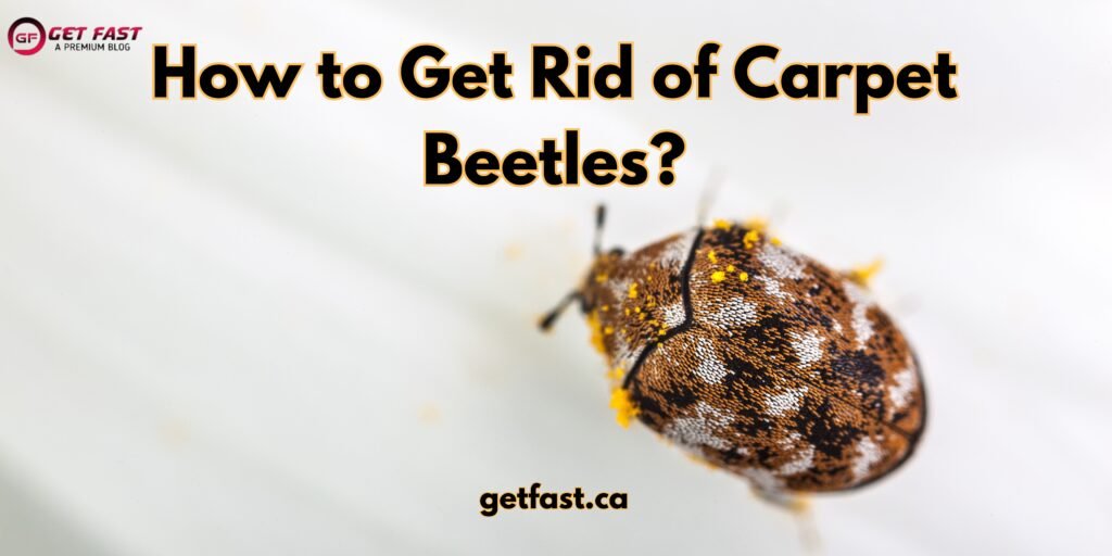 How to Get Rid of Carpet Beetles