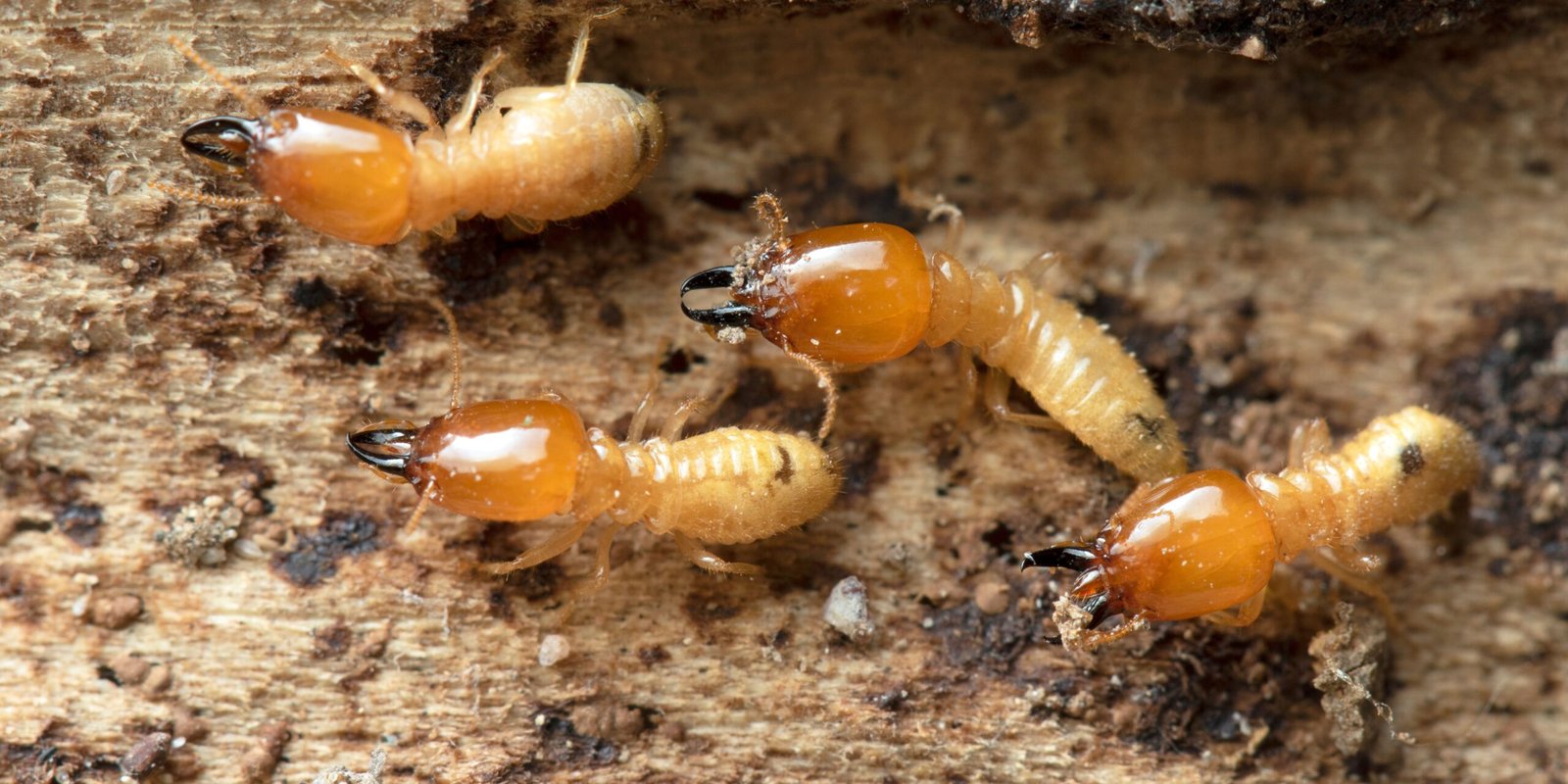 What Do Termites Look Like