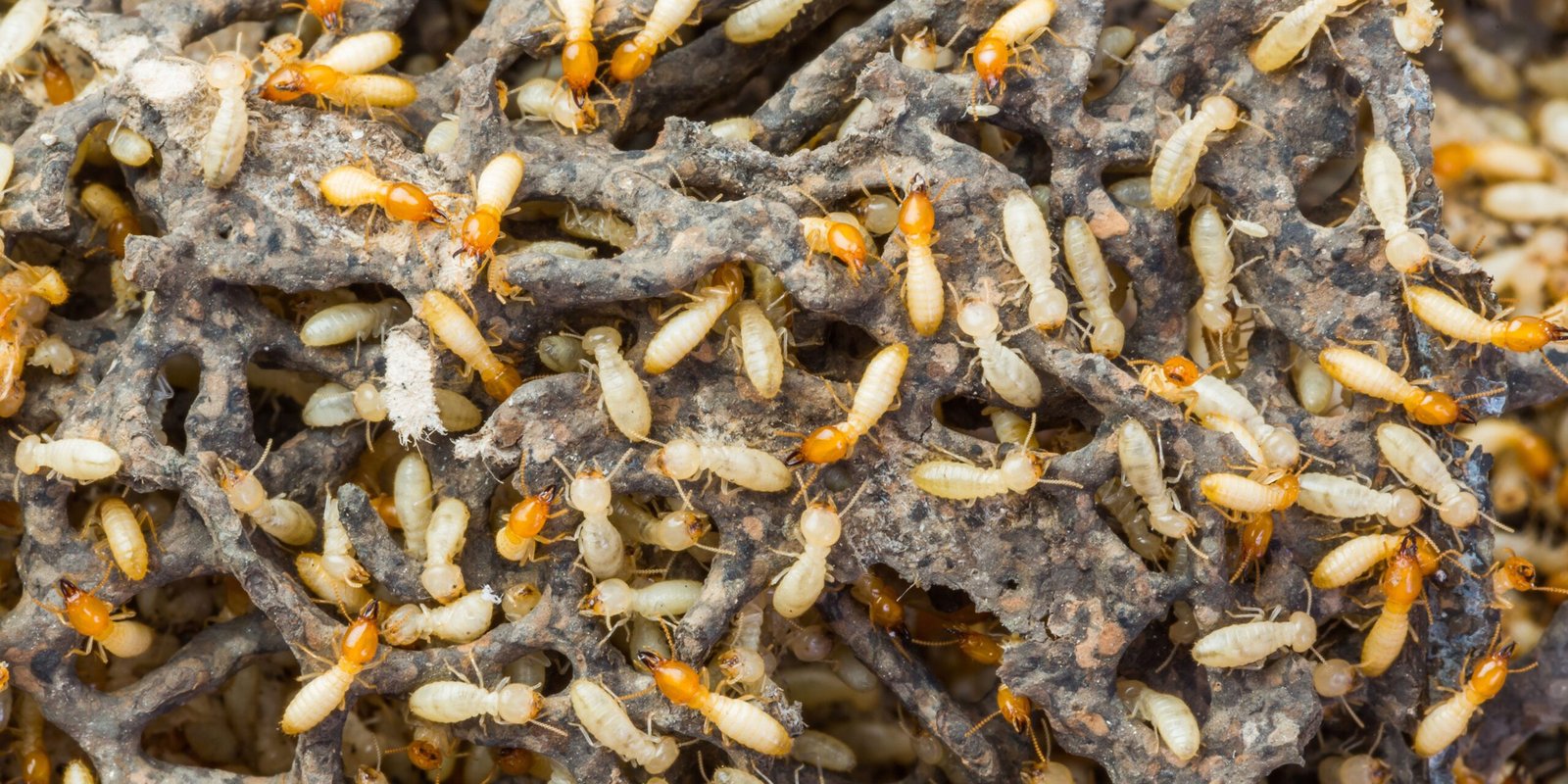 What Do Termites Look Like