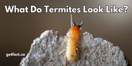 What Do Termites Look Like