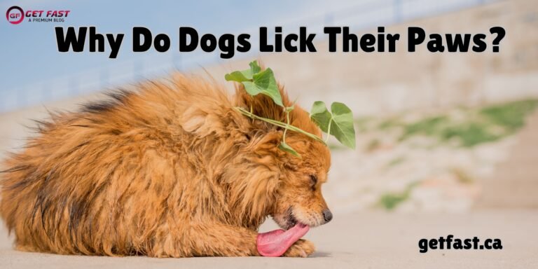 Why Do Dogs Lick Their Paws