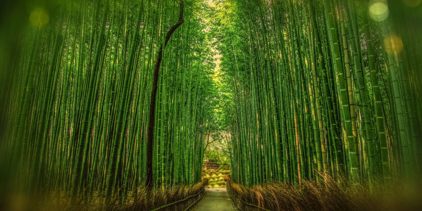 how fast does bamboo grow