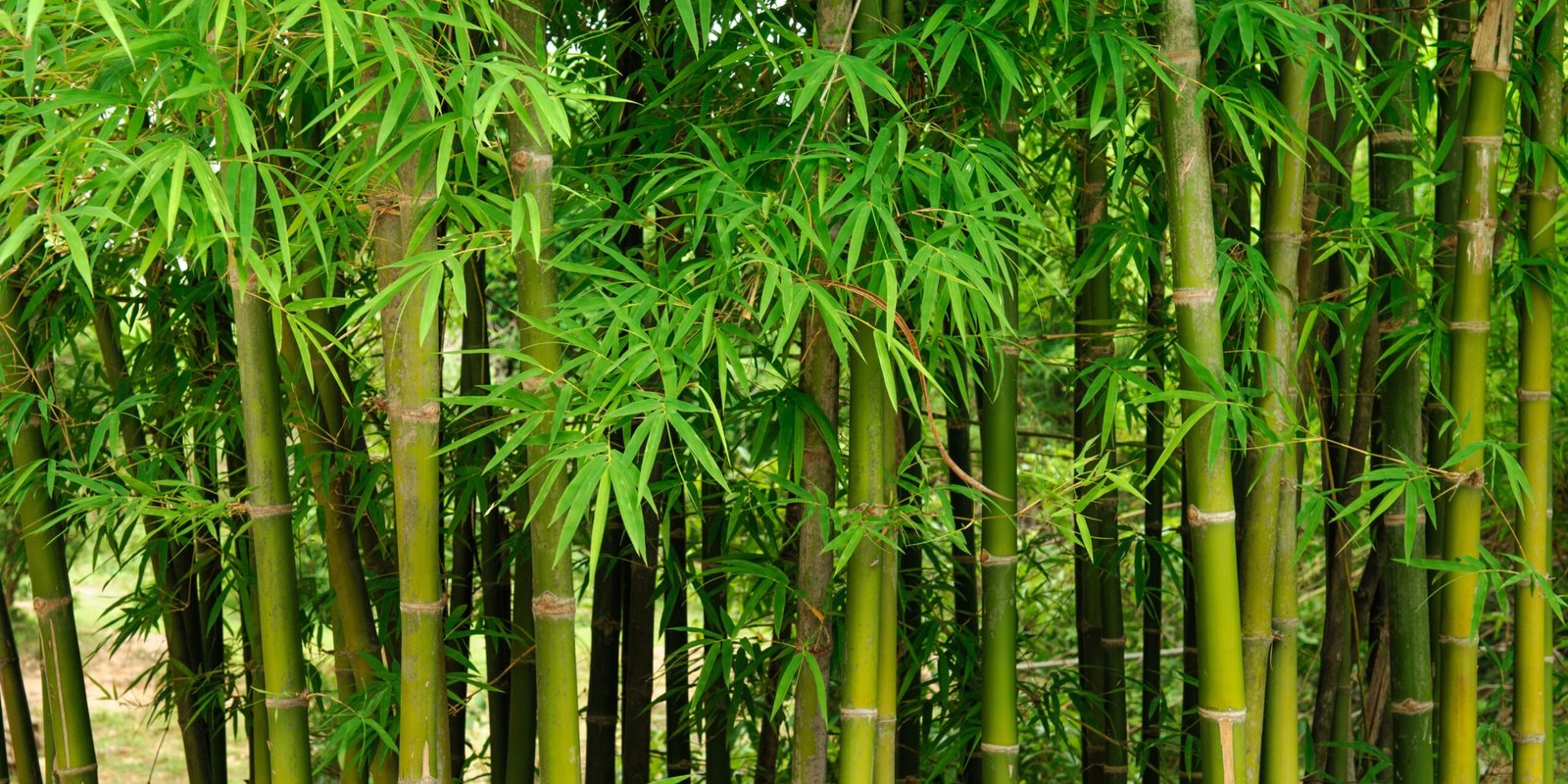 How Fast Does Bamboo Grow