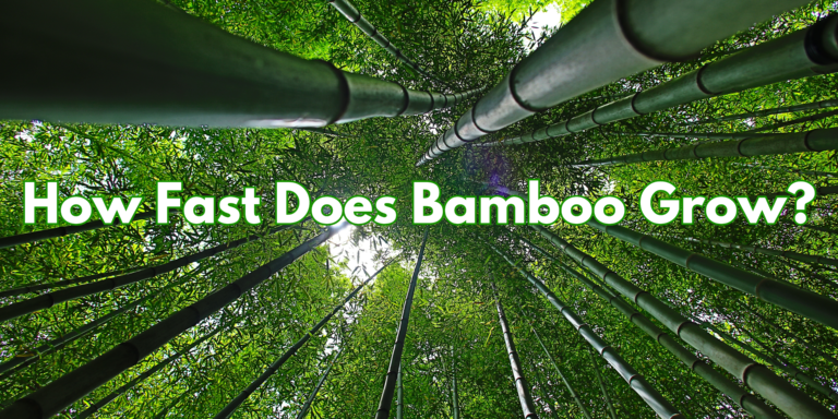 How Fast Does Bamboo Grow