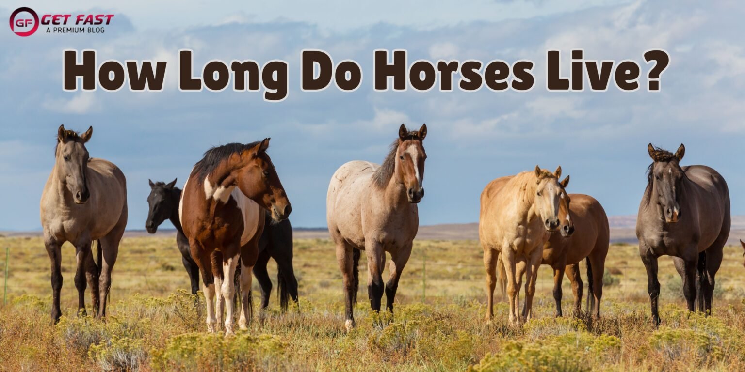 how long do horses live