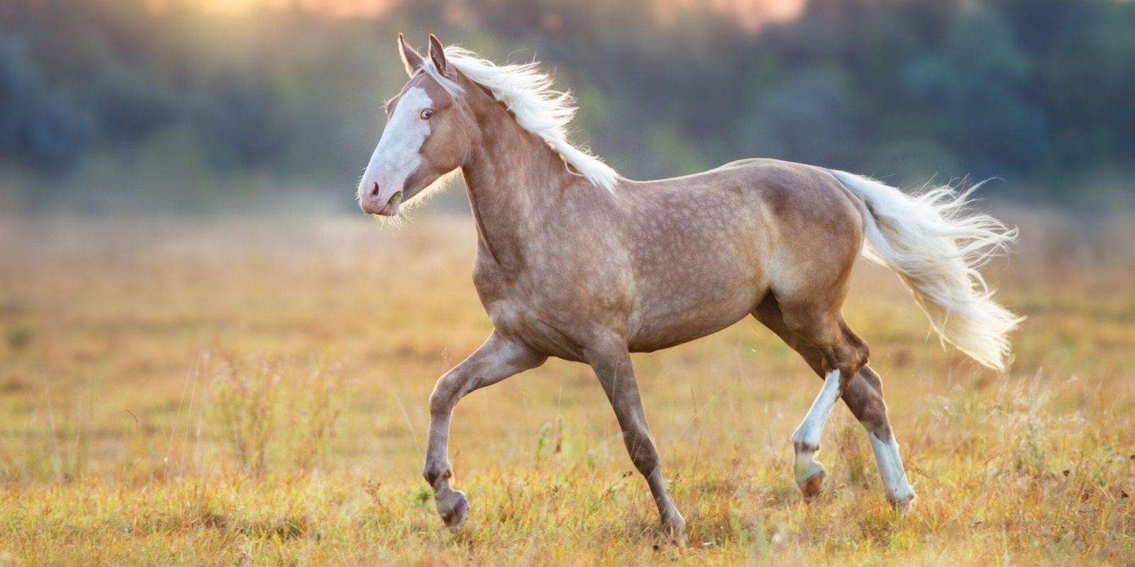 how long do horses live