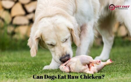 can dogs eat raw chicken