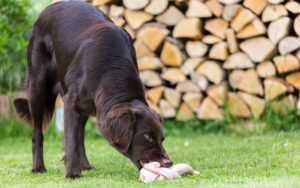 Can Dogs Eat Raw Chicken