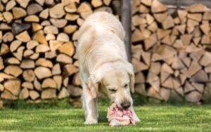 Can Dogs Eat Raw Chicken