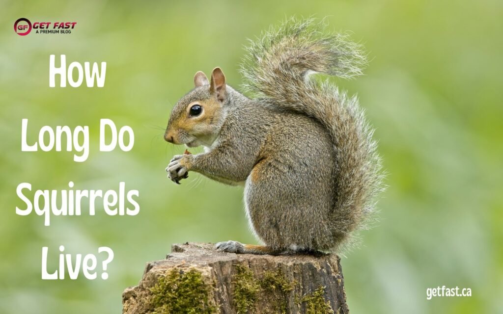 how long do squirrels live