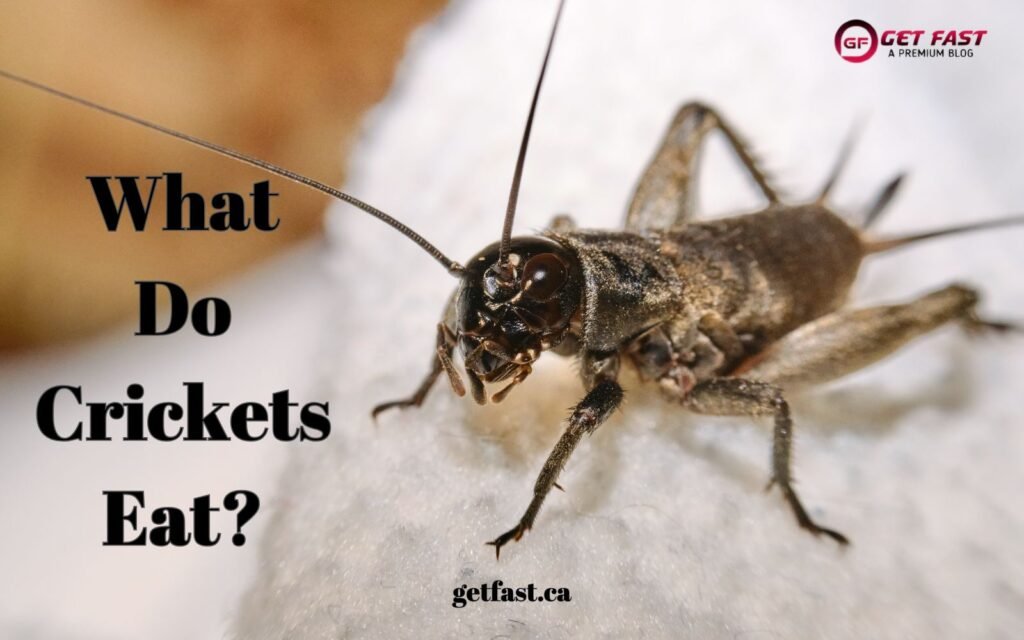 What Do Crickets Eat