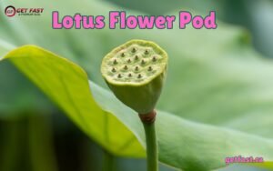 Lotus Flower Pod