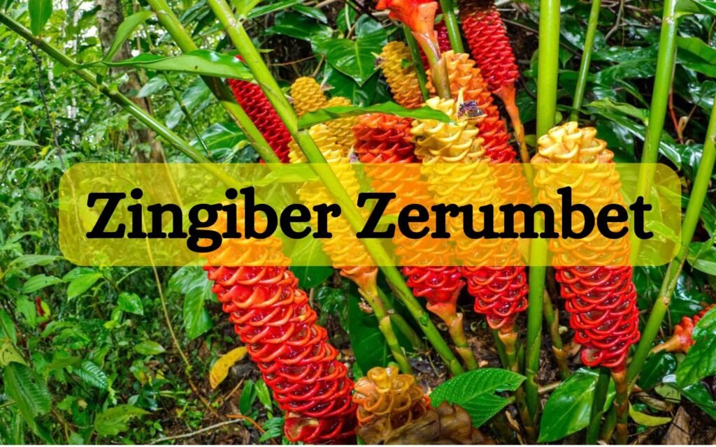 Zingiber Zerumbet