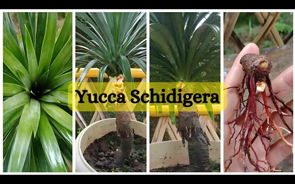 Yucca Schidigera