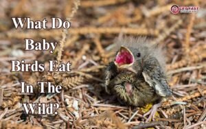 what do baby birds eat