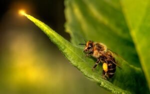 leaf cutter bees