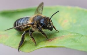 leaf cutter bees