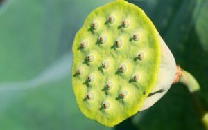 lotus flower pod