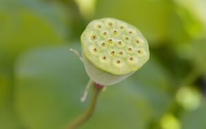 lotus flower pod