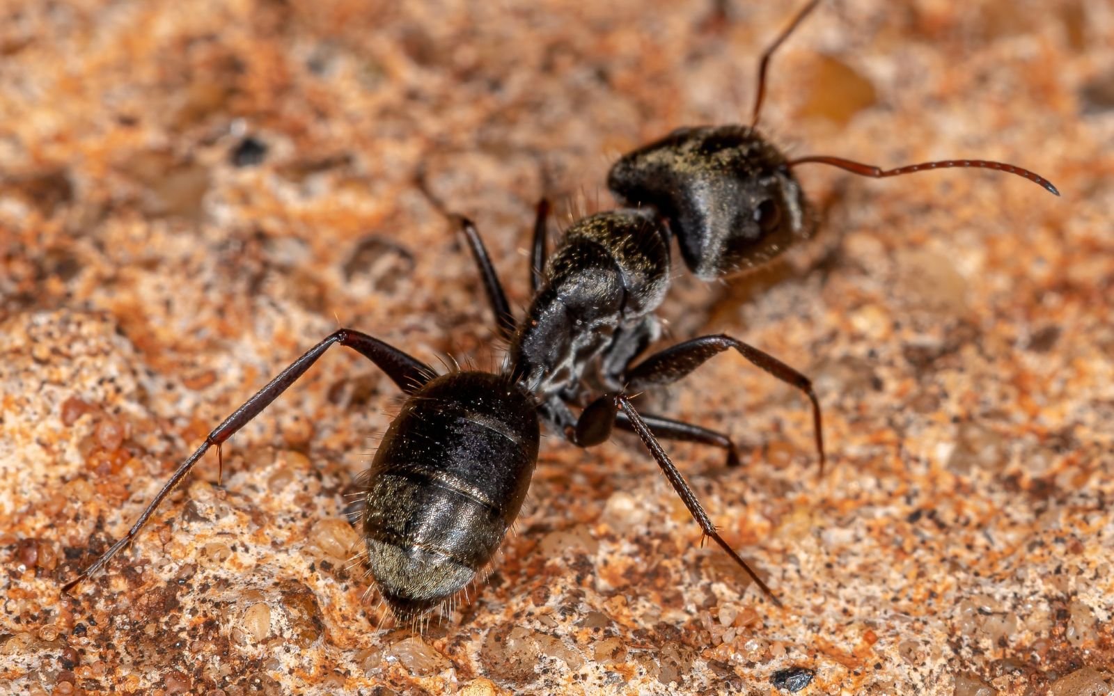 Identify Carpenter Ants