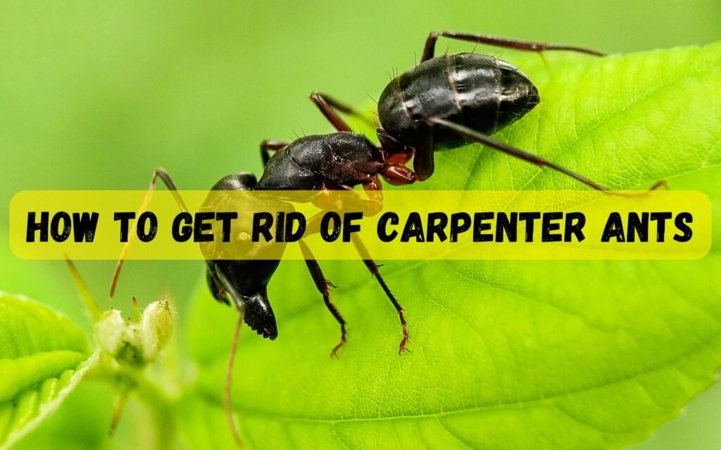 How to Get Rid of Carpenter Ants