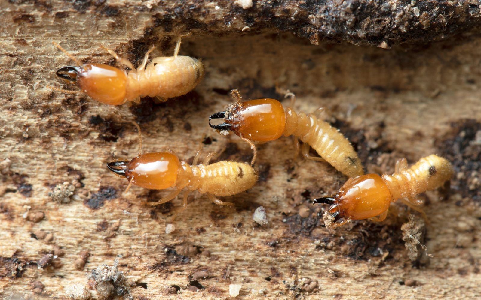 Termites