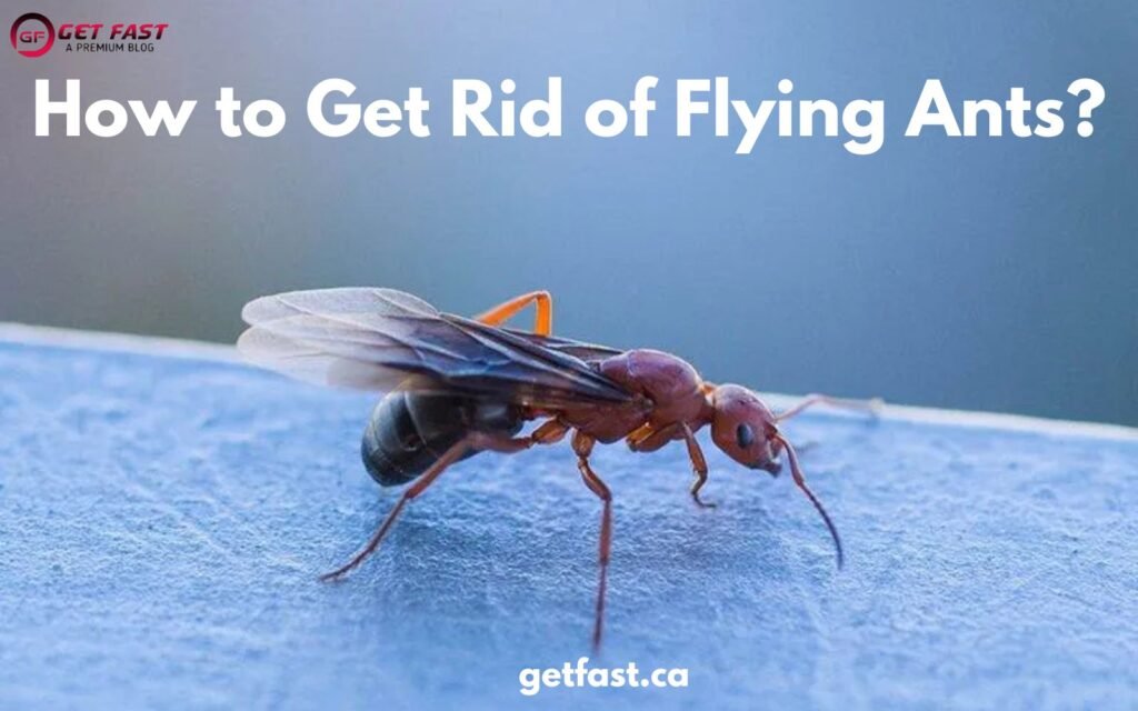 how to get rid of flying ants