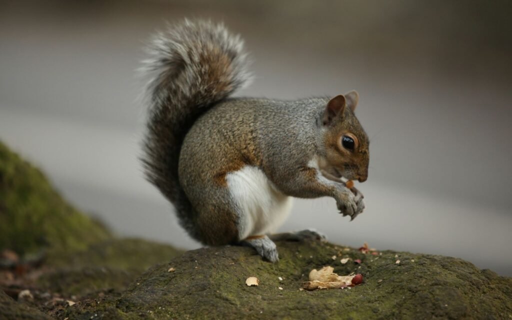 What Do Squirrels Eat