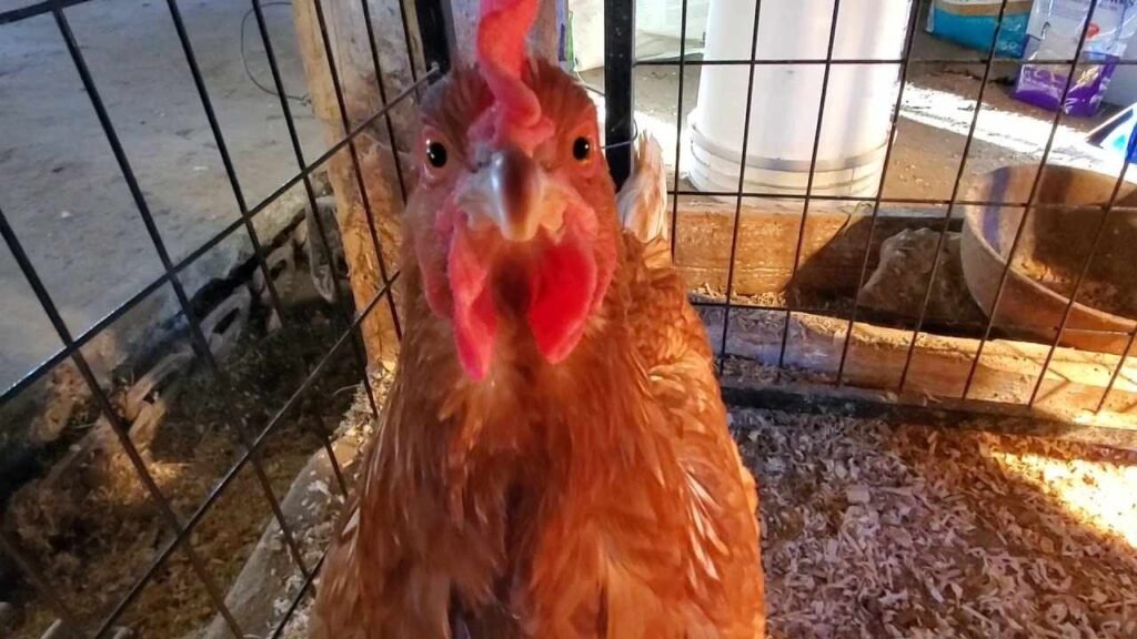 A Cinnamon Queen chicken with a red head stands inside a cage, showcasing its distinctive features and environment.